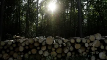 Kácení v Bělověžském pralese