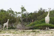 Pytláci zabili v Keni dvě vzácné bílé žirafy. Možná žije už jen jediná na světě