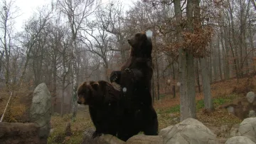 Medvědi kamčatští