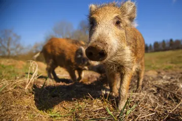 Myslivci musejí na Zlínsku nainstalovat kvůli moru prasat pachové ohradníky