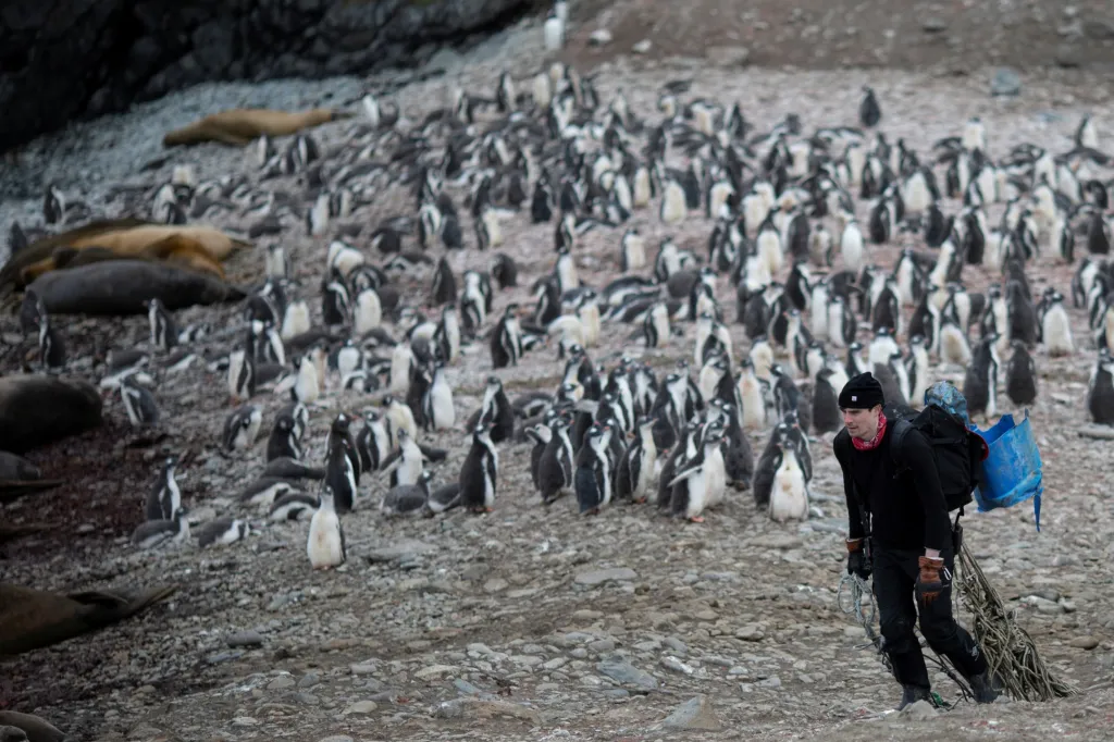 Antarktická expedice řeší dramatický úbytek populace tučňáků