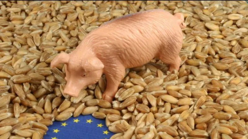 Češi kupují levnější vepřové ze zahraničí