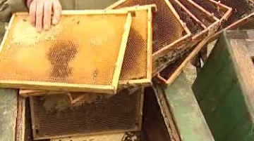 Zničený úl