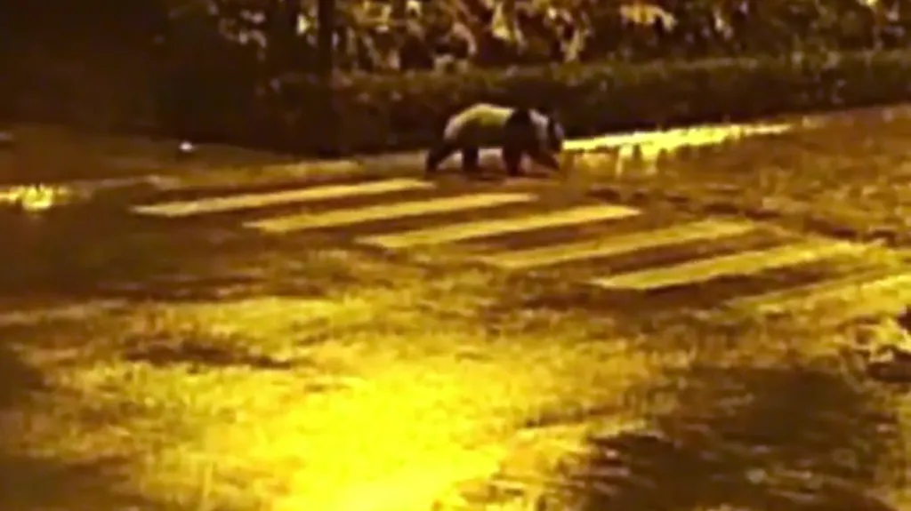 Panda velká na noční procházce
