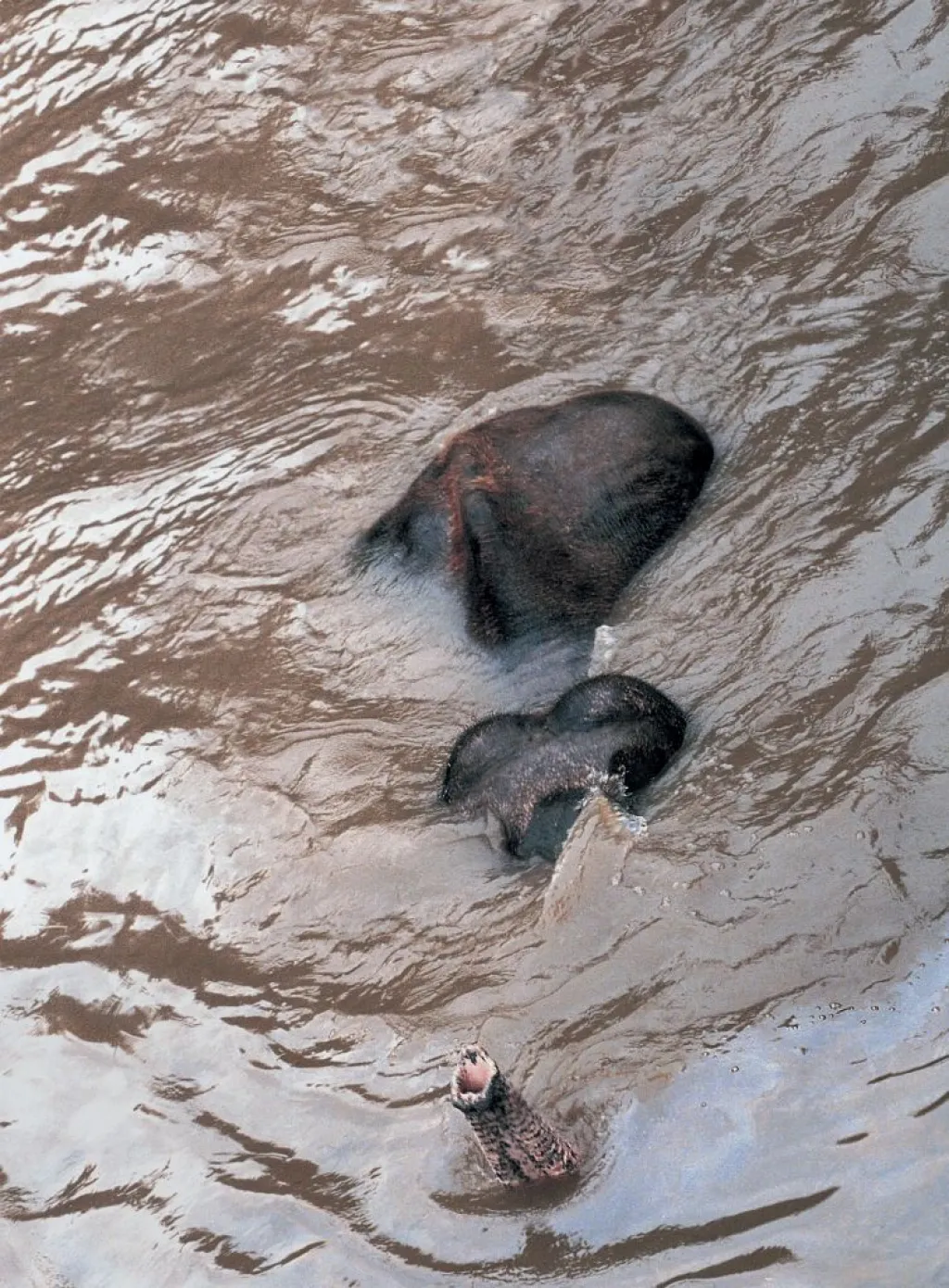 Fotografie roku 2002. Poslední minuty slona Kádira v zatopené pražské zoo, 13. srpna 2002.