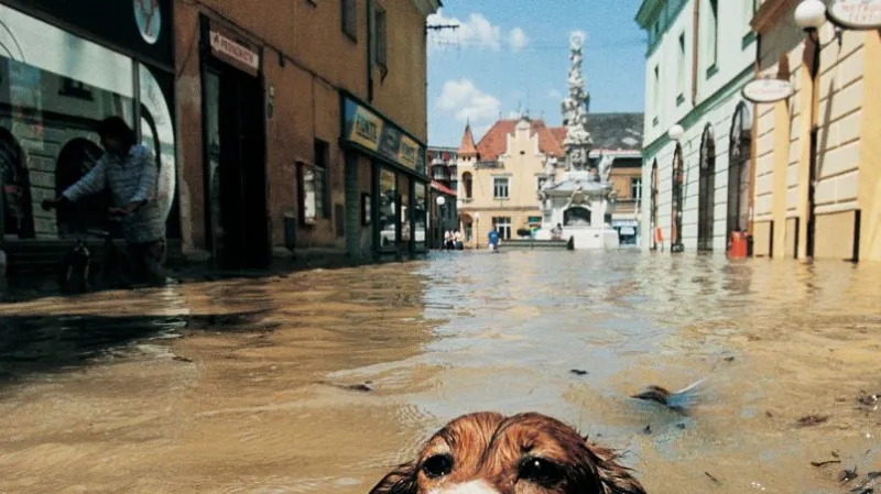 Fotografie roku 1997. Pes plave v zatopené ulici Uherského Hradiště, 11. července 1997.