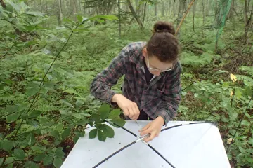 Úbytek ptactva má na lesy bleskový dopad, ukázala česká studie