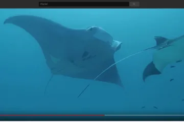 Růžová manta překvapila fotografa. Jedinečný tvor je genetická hříčka přírody