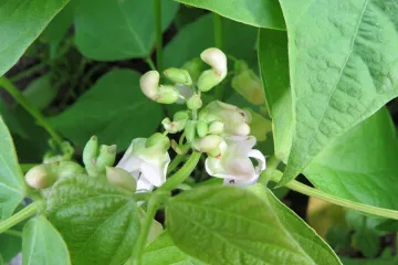 Rostliny mohou jednat vědomě a předvídavě, naznačila studie uskutečněná na fazolech