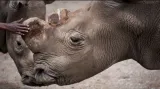 Bílí nosorožci z české zoo se v přírodě už nerozmnoží