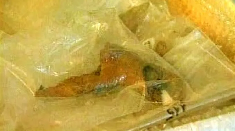 Kosterní fragmenty dětí ruského cara Mikuláše nalezené v roce 2007 na Urale.