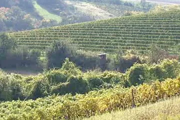 Tuzemští vinaři můžou vysázet ještě tisíc hektarů vinic