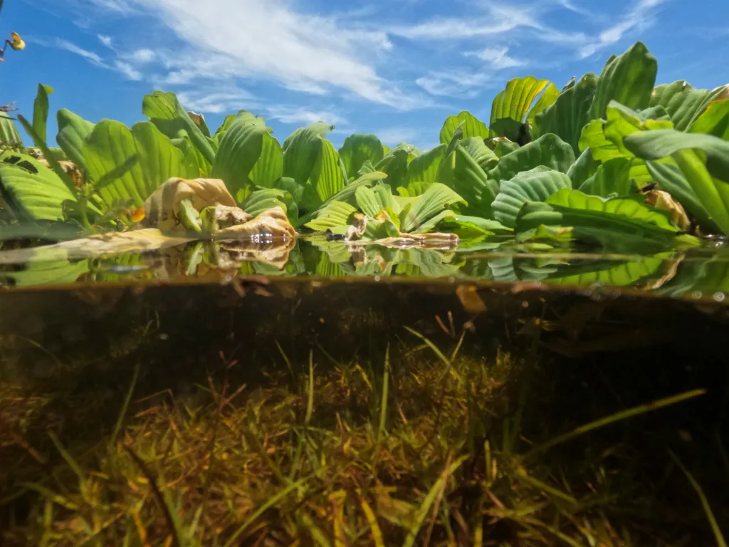 Nádrž pokrytá vodním salátem v salvadorském městě Suchitoto