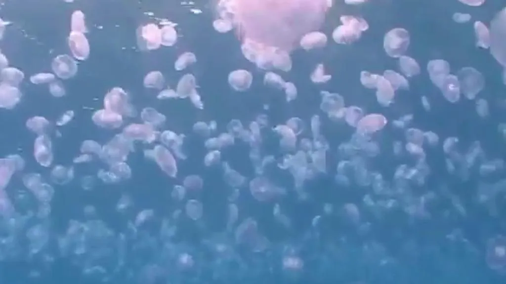 Invazivní medúzy ve Středozemním moři