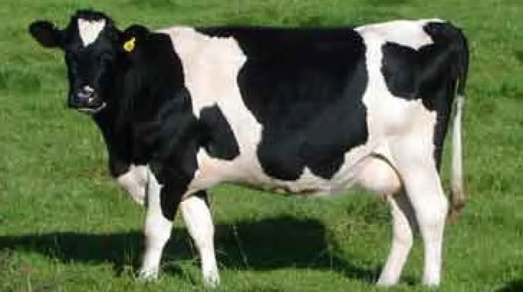Kráva