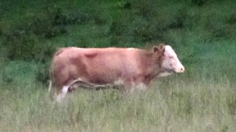 Německá kráva Yvonne na útěku
