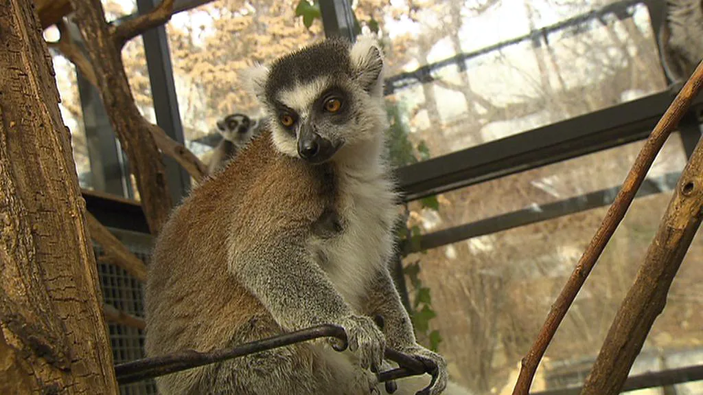 Lemur Chvastiti