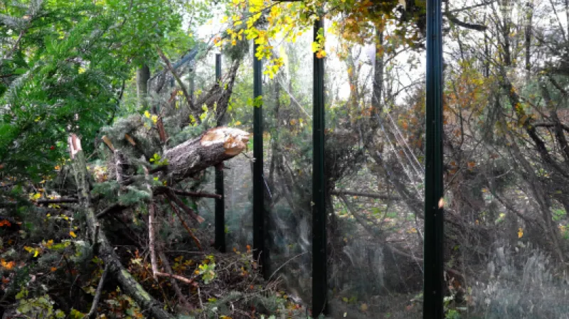 Kvůli silnému větru zůstala zavřená pražská zoo, kde popadané stromy zavalily vyhlídku u vlků (na snímku) Zdroj: ČTK/Zoo Praha/Miroslav Bobek