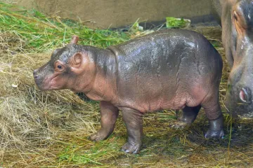 Do ostravské zoo přibylo mládě hrocha. Kvůli potřebě klidu zůstane pavilon Tanganika zavřený