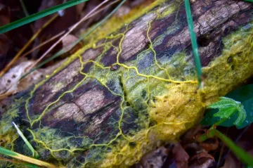 Na Mezinárodní kosmickou stanici poletí hlenka. Bizarní blob není zvíře, rostlina ani houba