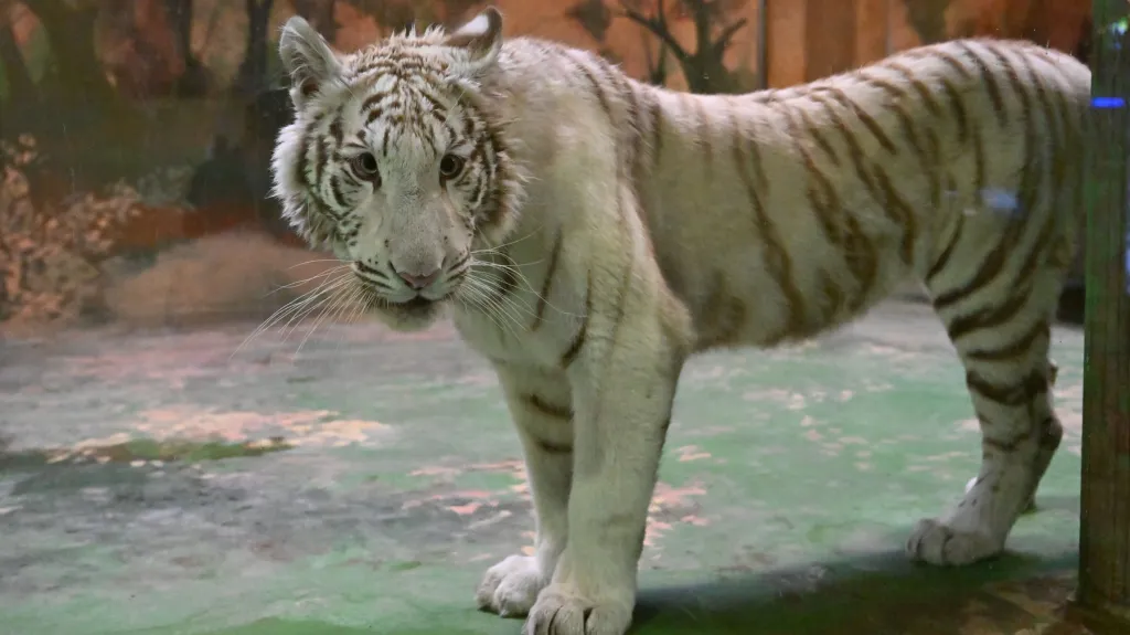 Bílá tygřice Charlota v hodonínské zoo