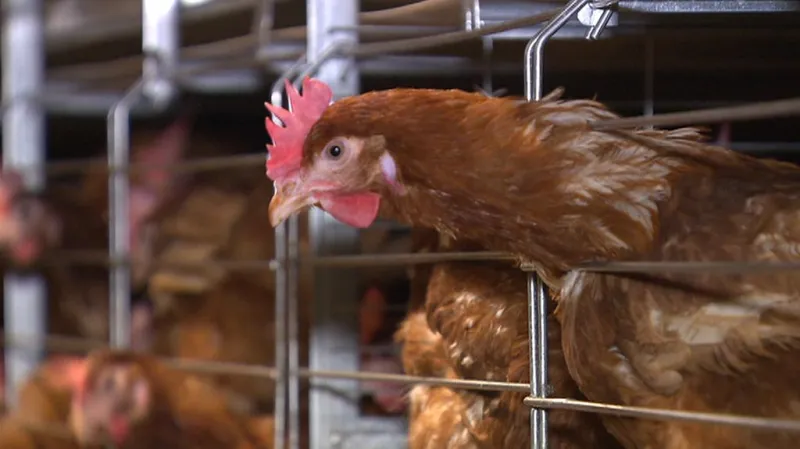 Slepice ve velkochovu