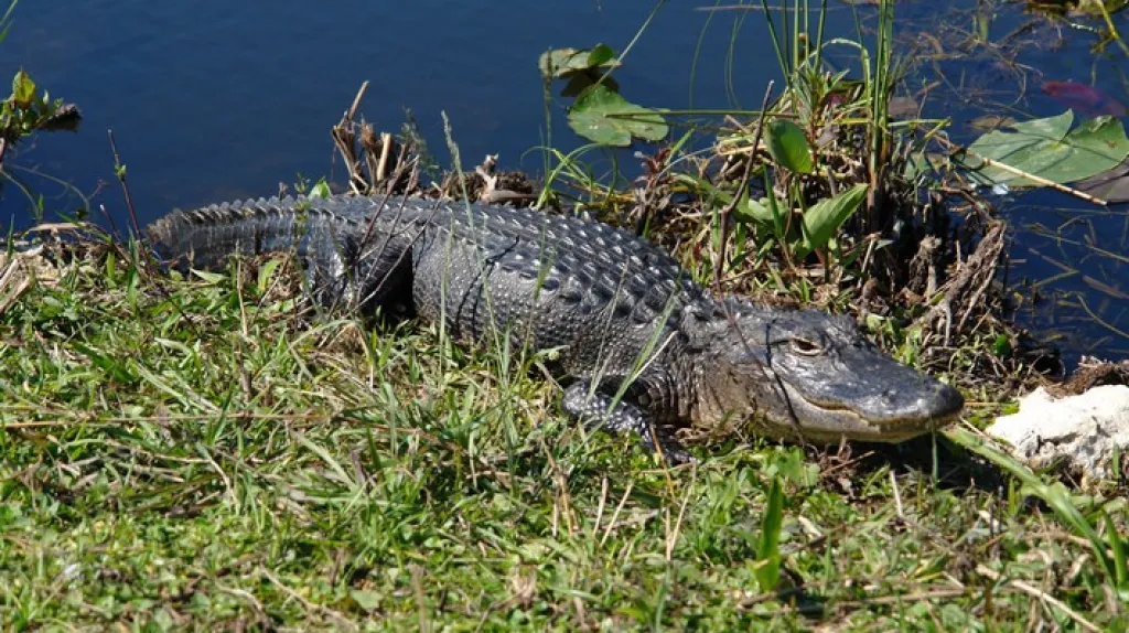 Aligator ve floridském parku Everglades