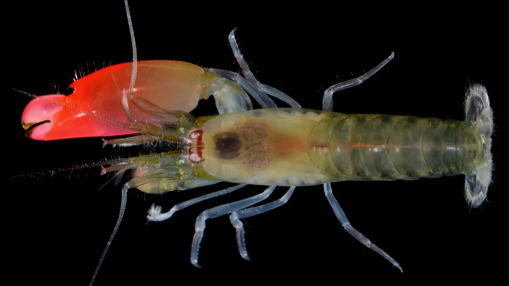 Synalpheus Pinkfloydi