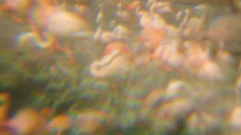 Mína Mládková - Sen tygra