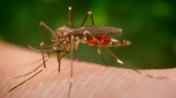 Aedes japonicus neboli komár japonský