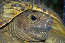 Tableta inspirovaná želvím krunýřem by mohla nahradit injekce. Vědci ji testují u cukrovky