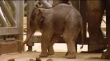 Pražská zoo má nový pavilon slonů 1. část