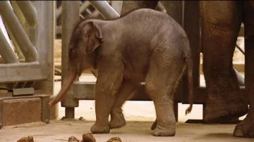 Pražská zoo má nový pavilon slonů 1. část