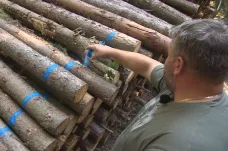 Krádeží dřeva přibývá, lesníci zloděje stopují i pomocí GPS