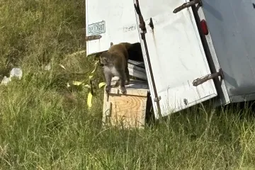 Z náklaďáku v USA utekly laboratorní opice. Mohou být infekční, varuje šerif