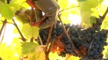 Vinaři sklízejí hrozny