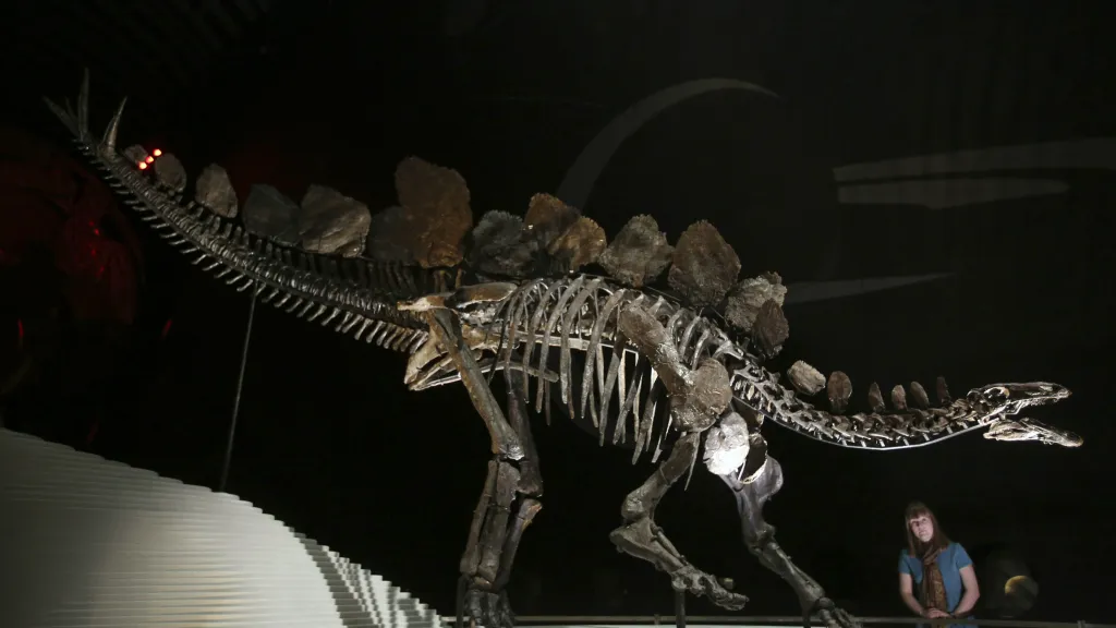 Kostra stegosaura v londýnském muzeu
