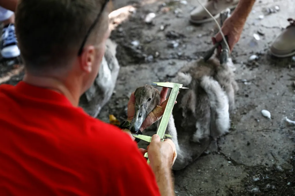 Královští úředníci každoročně sčítají labutě na londýnském úseku řeky Temže. Hlavním cílem jejich činnosti je ochrana ptactva a zjišťování stavu populace