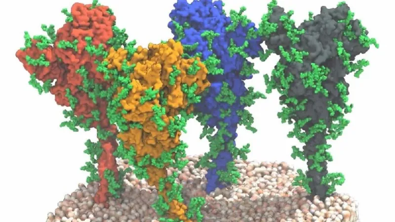 Proteinový bodec viru SARS-CoV-2