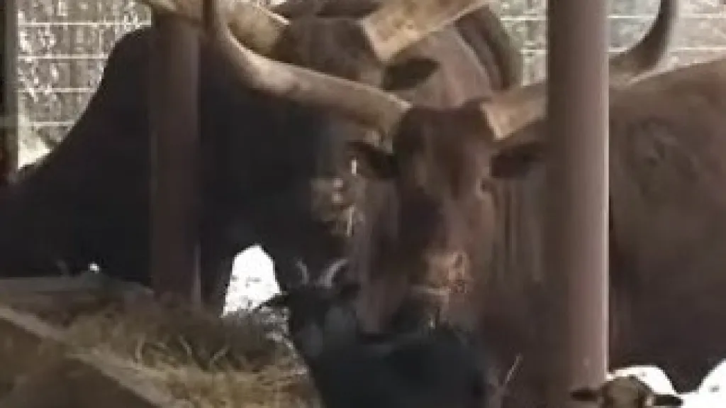 Vyškovský zoo park ukáže, jak žili lidé na venkově