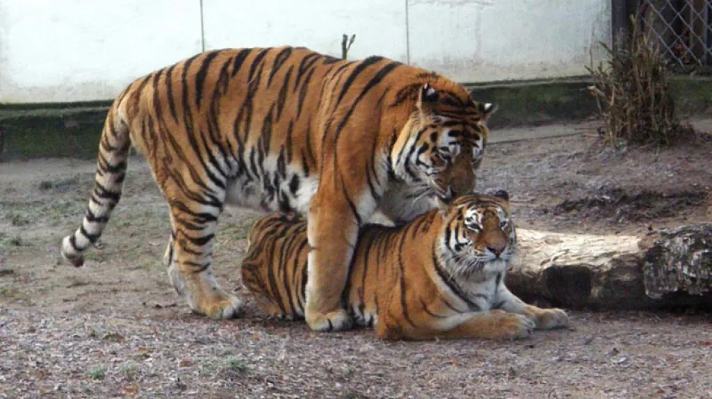 Tygři ussurijští