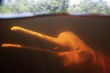 Příliš horko na život. Vlny veder zabíjejí v amazonských jezerech delfíny