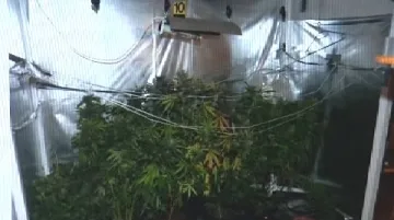 Marihuana