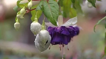 Fuchsie