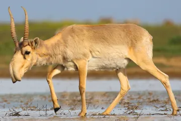 Sajgy už nejsou kriticky ohrožené. Za změnu k lepšímu může mezinárodní koordinovaná snaha