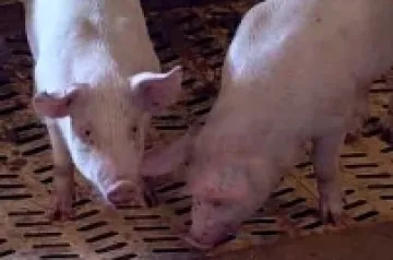 Zemědělské výrobky podražily za rok o více než čtvrtinu