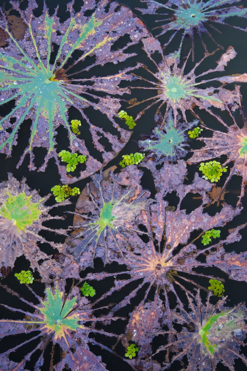 1. místo v kategorii Rostliny