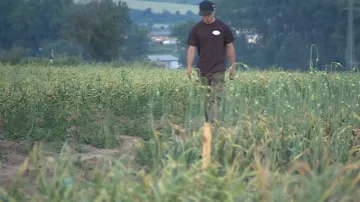 Farmáři hlídají svoje pole s česnekem dnem i nocí