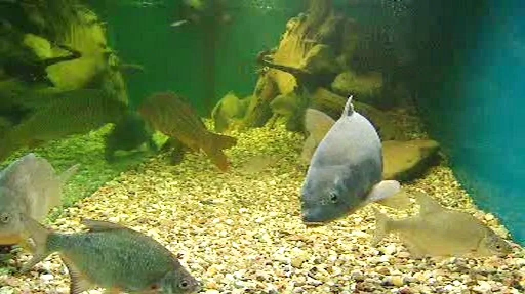 Výstava Pod hladinou Vltavy