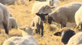 Ovce na farmě v Bělči nad Orlicí
